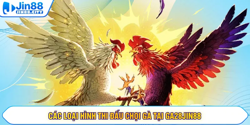 Các loại hình thi đấu chọi gà tại GA28JIN88