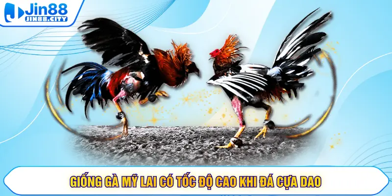 Giống gà Mỹ lai có tốc độ cao khi đá cựa dao