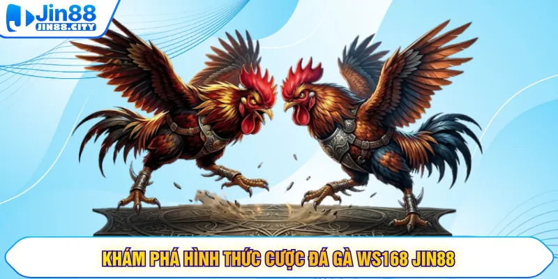 Khám phá hình thức cược đá gà WS168 JIN88