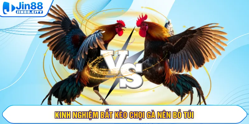 Kinh nghiệm bắt kèo chọi gà nên bỏ túi